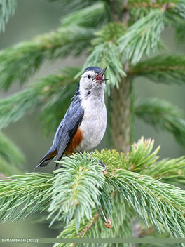 White-cheeked Nuthatch (Sitta leucopsis) - бесплатный image #503371